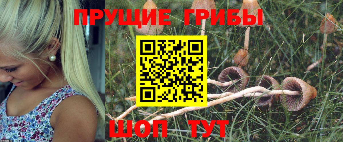 Кингисепп  Галлюциногенные грибы мухоморы  Вход с VPN  Галлюциногенные грибы мицелий 